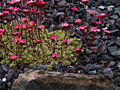 Saxifraga arendsii Variegata IMG_5922 Skalnica